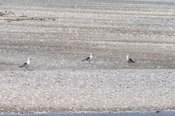 Seagulls sitting on the ground at the beach of the north sea in germany in summer