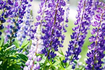 pink and violet lupine flowers closeup view on outdoor daylight meadow background