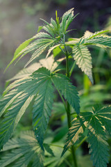 Naklejka na ściany i meble Green cannabis leaves on a bush