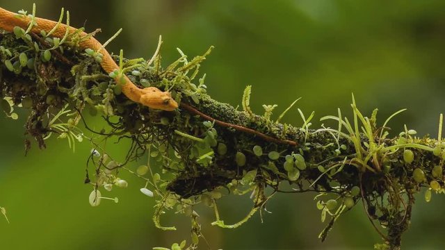 Eyelash Palm Pitviper, Bothriechis schlegeli, on green mossy branch. Nice yellow snake in green habitat.