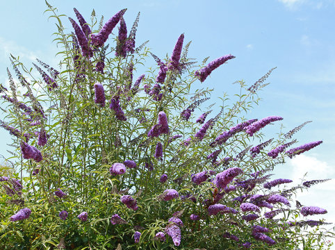 Buddleia mauve	