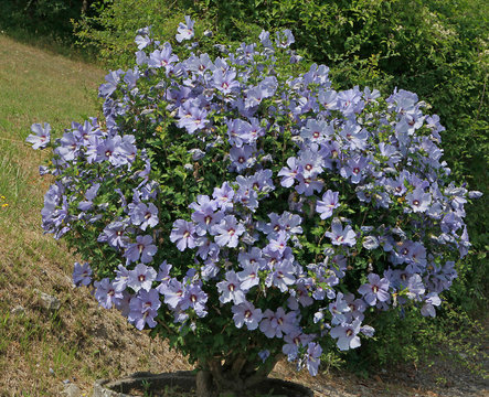 Alth&eacute;a bleu