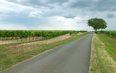 Route de campagne au milieu des vignes