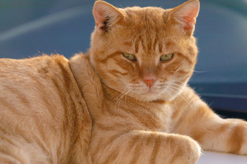 Big closeup portrait of red cat