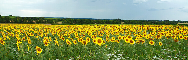 Champ de tournesols