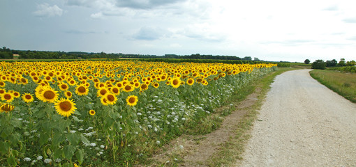 Champ de tournesols