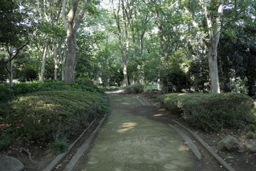 Fototapeta na wymiar 公園の道の風景