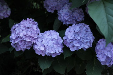 あじさいの花