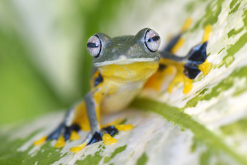 Flying frog close up face