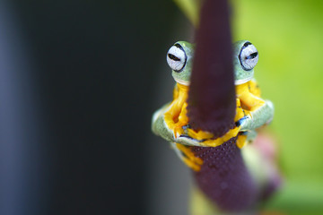 Peeking Frog behind a plant