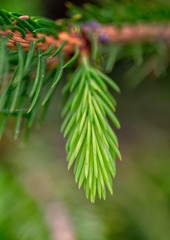 Spruce branch