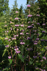 Stachys palustris plant with purple flowers close up