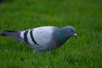 Bird 207