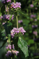 Stachys palustris plant with purple flowers close up