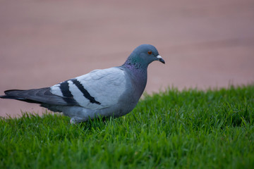 Bird 208
