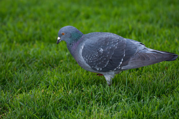 Bird 209