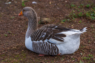 Bird 210