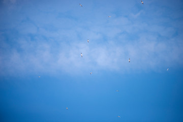 many gulls flying in the sky
