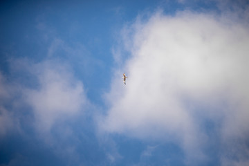 Fototapeta na wymiar bird Seagull flying against the blue sky