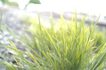 green grass