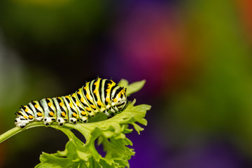 Black Swallowtail Caterpillar (Papilio Polyxenes)