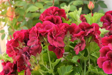 red flowers in the garden