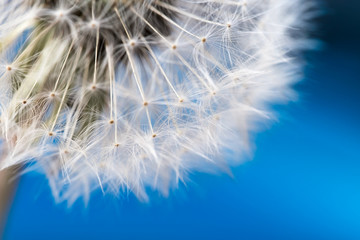 Dandelion flower ball macro photo, stylized close-up photo, dandelion parachutes on blue background