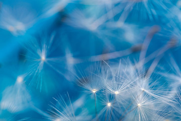 Fluffy blowball dandelion seeds on a blue background