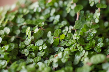 green flower with small leaves in a pot on the window. the small pot. young greens