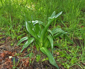 Fototapeta premium Herbstzeitlose, Fruchtstand, Colchicum autumnale, naked lady