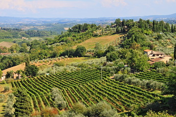 Vineyard landscape before harvest in Tuscany, Italy
