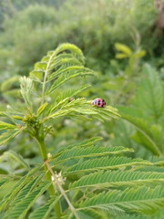 ladybug on green leaf