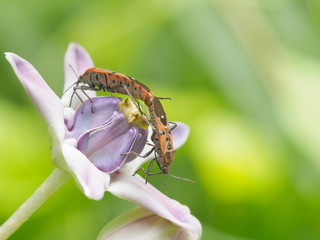 Two Red Cotton Bugs (Pyrrhocoridae) mating on crown flower with green nature blurred background.