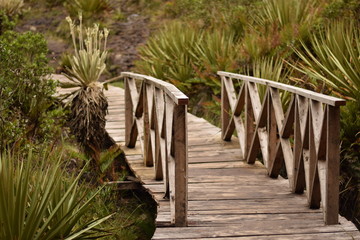 camino con puente de madera en el bosque o en la naturaleza