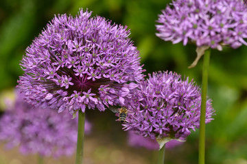 Fototapeta premium Riesen-Lauch, Allium giganteum, giant allium, giant onion