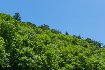 新緑の山と青空
