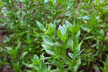 Obraz premium fresh basil leaves