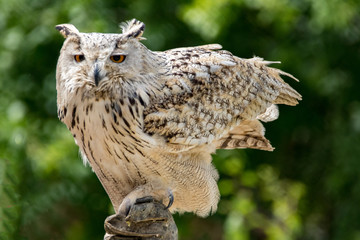 owl