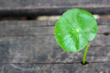 Round leaf that emerge from the wood