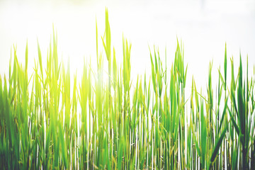 Green spring grass lit with sun beams.