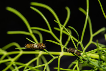 Black Swallowtail Caterpillar Bird Poop Mimic (Papilio polyxenes)