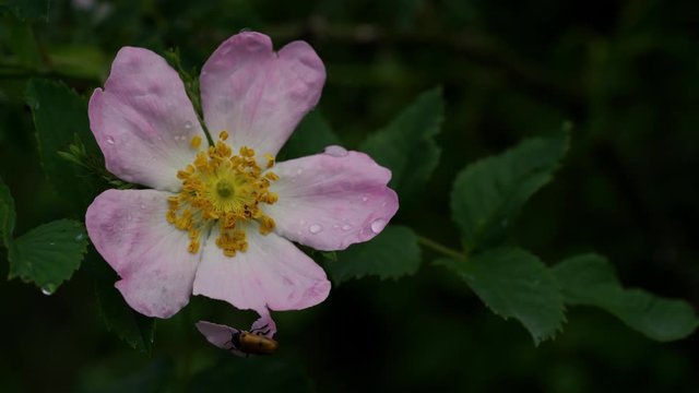 Wild Rose (Rosa canina) in natural environment - (4K)