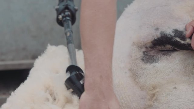 Sheep shearing on farm for production of wool fleece