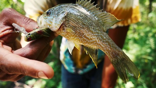 Green Sunfish