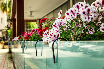 Fototapeta na wymiar Balcony with flowers. Summer beautiful terrace.
