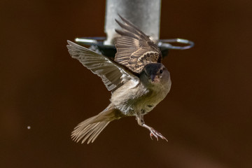 sparrow