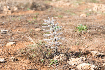 Typical Sicilian vegetation