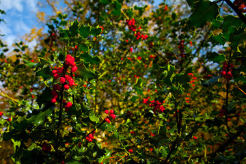 HOLLY - ACEBO (Ilex aquifolium), Ucieda forest, Saja-Besaya Natural Park, Cantabria, Spain, Europe