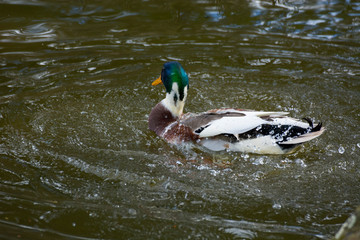Bird 217