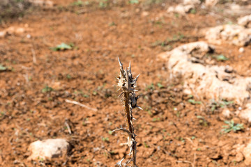 Typical Sicilian vegetation
